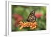 Monarch Butterfly-null-Framed Photographic Print