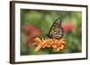 Monarch Butterfly-null-Framed Photographic Print