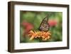 Monarch Butterfly-null-Framed Photographic Print