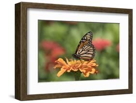 Monarch Butterfly-null-Framed Photographic Print