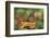 Monarch Butterfly-null-Framed Photographic Print