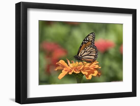 Monarch Butterfly-null-Framed Photographic Print