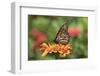 Monarch Butterfly-null-Framed Photographic Print