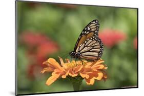 Monarch Butterfly-null-Mounted Photographic Print