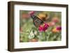 Monarch Butterfly-null-Framed Photographic Print