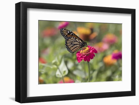 Monarch Butterfly-null-Framed Photographic Print