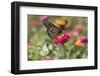 Monarch Butterfly-null-Framed Photographic Print