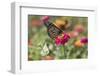 Monarch Butterfly-null-Framed Photographic Print