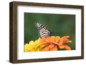 Monarch Butterfly-null-Framed Photographic Print