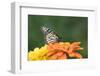 Monarch Butterfly-null-Framed Photographic Print