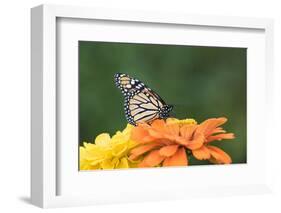 Monarch Butterfly-null-Framed Photographic Print