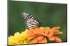 Monarch Butterfly-null-Mounted Photographic Print