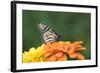 Monarch Butterfly-null-Framed Photographic Print