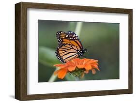 Monarch Butterfly-null-Framed Photographic Print