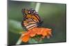 Monarch Butterfly-null-Mounted Photographic Print