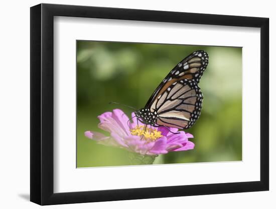 Monarch Butterfly-null-Framed Photographic Print