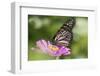 Monarch Butterfly-null-Framed Photographic Print