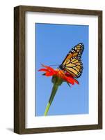 Monarch Butterfly-Lynn M^ Stone-Framed Photographic Print