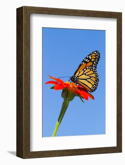 Monarch Butterfly-Lynn M^ Stone-Framed Photographic Print