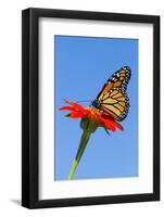 Monarch Butterfly-Lynn M^ Stone-Framed Photographic Print