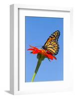 Monarch Butterfly-Lynn M^ Stone-Framed Photographic Print