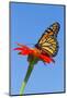 Monarch Butterfly-Lynn M^ Stone-Mounted Photographic Print