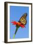 Monarch Butterfly-Lynn M^ Stone-Framed Photographic Print