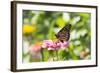 Monarch Butterfly-Lynn M^ Stone-Framed Photographic Print