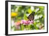 Monarch Butterfly-Lynn M^ Stone-Framed Photographic Print