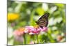 Monarch Butterfly-Lynn M^ Stone-Mounted Photographic Print