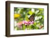 Monarch Butterfly-Lynn M^ Stone-Framed Photographic Print