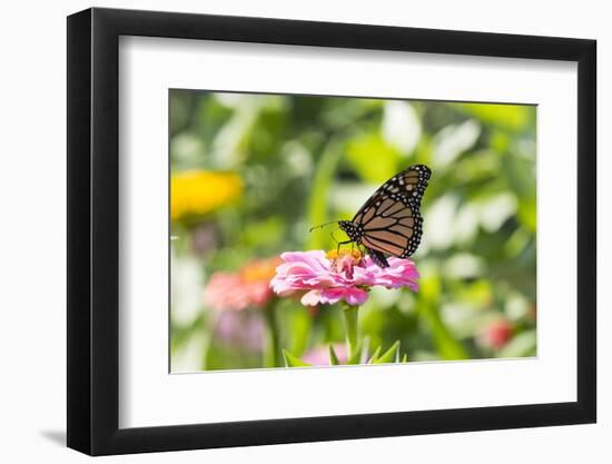 Monarch Butterfly-Lynn M^ Stone-Framed Photographic Print