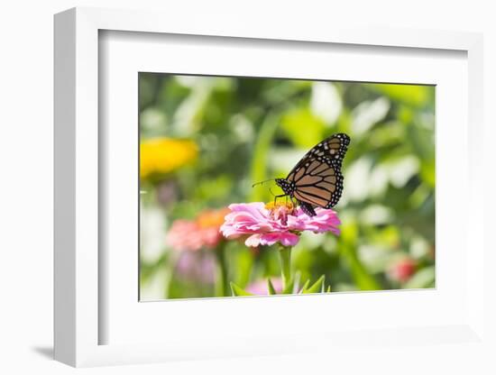 Monarch Butterfly-Lynn M^ Stone-Framed Photographic Print