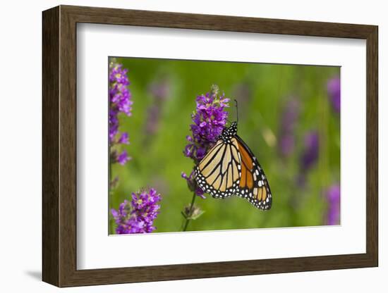 Monarch Butterfly-Lynn M^ Stone-Framed Photographic Print