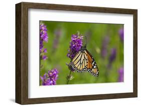 Monarch Butterfly-Lynn M^ Stone-Framed Photographic Print