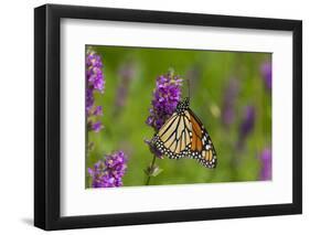 Monarch Butterfly-Lynn M^ Stone-Framed Photographic Print