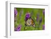 Monarch Butterfly-Lynn M^ Stone-Framed Photographic Print