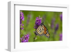 Monarch Butterfly-Lynn M^ Stone-Framed Photographic Print