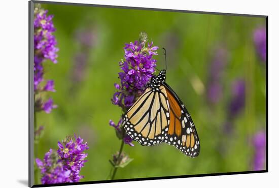 Monarch Butterfly-Lynn M^ Stone-Mounted Photographic Print