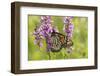 Monarch Butterfly-Lynn M^ Stone-Framed Photographic Print