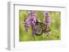 Monarch Butterfly-Lynn M^ Stone-Framed Photographic Print