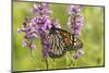 Monarch Butterfly-Lynn M^ Stone-Mounted Photographic Print