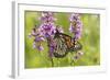 Monarch Butterfly-Lynn M^ Stone-Framed Photographic Print