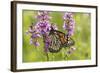 Monarch Butterfly-Lynn M^ Stone-Framed Photographic Print