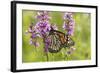 Monarch Butterfly-Lynn M^ Stone-Framed Photographic Print