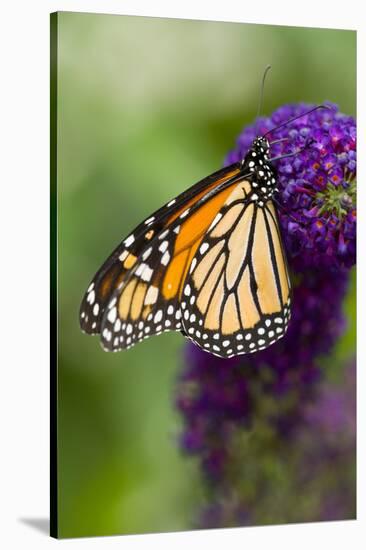 Monarch Butterfly-Darrell Gulin-Stretched Canvas