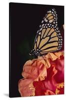 Monarch Butterfly-DLILLC-Stretched Canvas