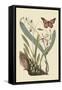 Monarch Butterfly-Mark Catesby-Framed Stretched Canvas