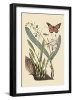 Monarch Butterfly-Mark Catesby-Framed Art Print