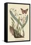 Monarch Butterfly-Mark Catesby-Framed Stretched Canvas